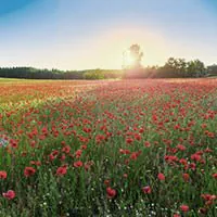 Beleuchtete Wiese CRI Beispiel